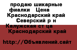 продаю шикарные  фиалки › Цена ­ 160 - Краснодарский край, Северский р-н, Калужская ст-ца  »    . Краснодарский край